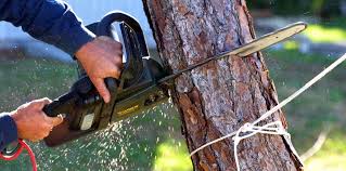 Best Tree Trimming and Pruning  in Cowpens, SC