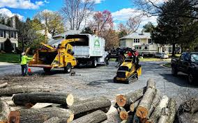 How Our Tree Care Process Works  in  Cowpens, SC
