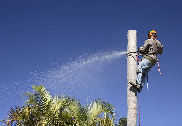 Cowpens, SC Tree Care Company